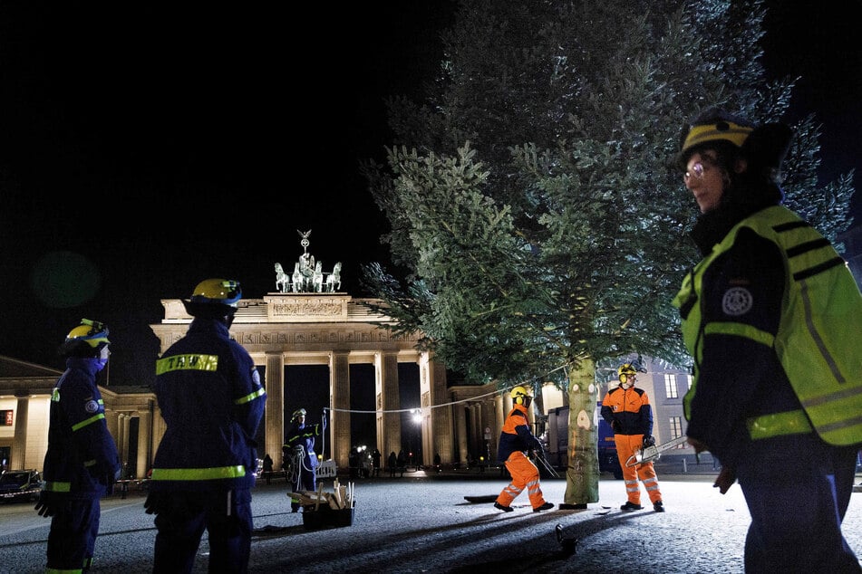 Berlin: Weihnachtsbaum aus Thüringen am Brandenburger Tor aufgestellt