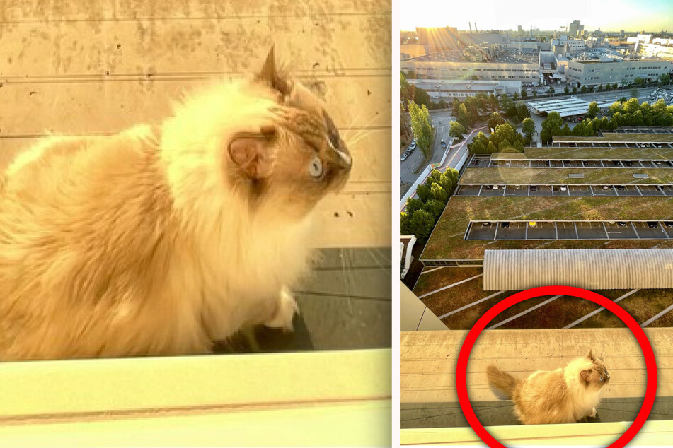 München: Katze büxt aus und genießt Sonnenaufgang im 14. Stock: Feuerwehreinsatz in luftiger Höhe