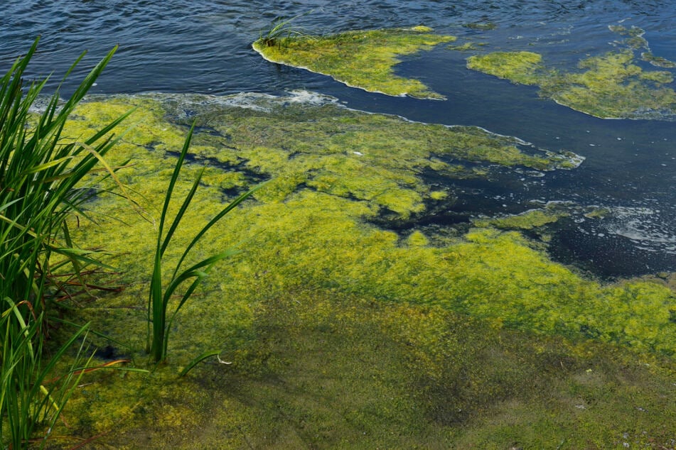 Erhöhte Phosphor-Einträge in die Flüsse befördern das Algen- und Pflanzenwachstum im Sommer. Sie sind insbesondere auch kritisch für die Nord- und Ostsee.