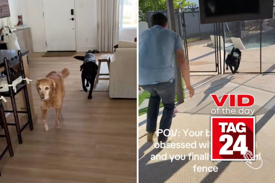 Viral Video of the Day for June 19, 2026: Black lab destroys new pool fence in seconds!