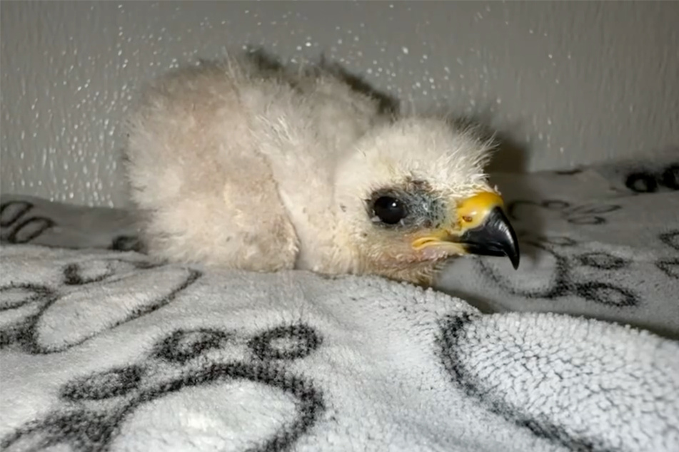 Mittlerweile lässt sich "Taquito" von Tierrettern füttern.