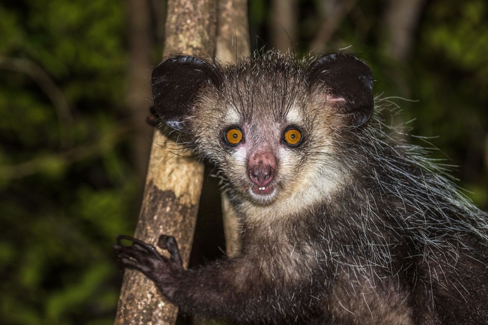 The aye-aye lemur, native to Madagascar, has been shown to pick its nose (stock image).