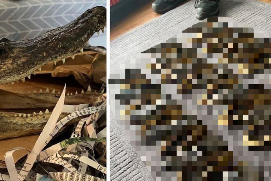 Horror-Fund: Polizei durchsucht Haus und macht grausame Entdeckung