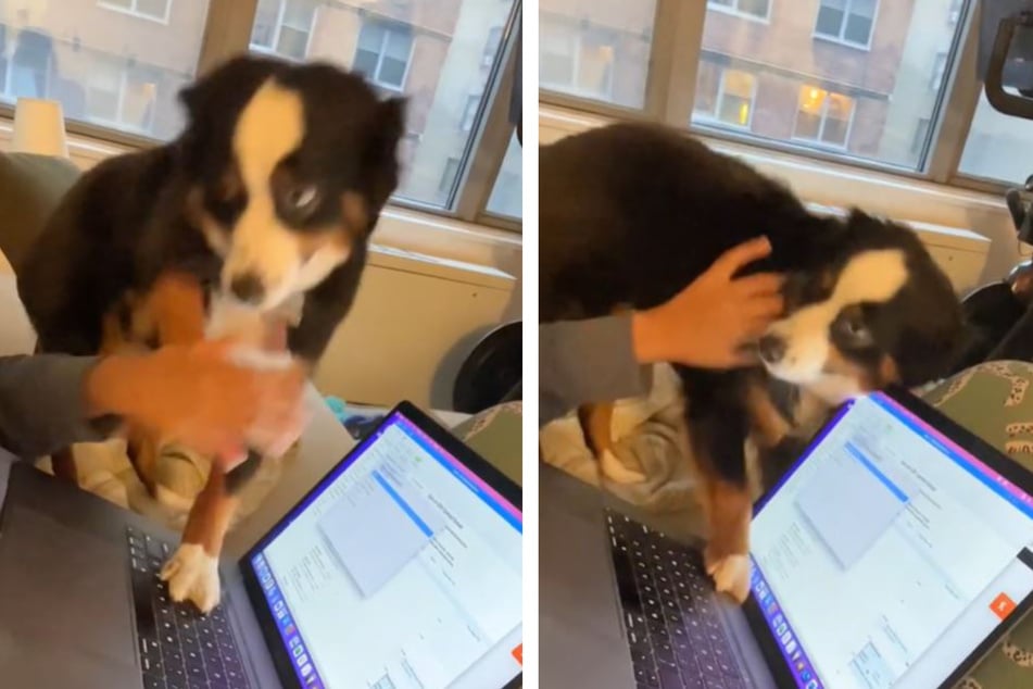 This dog doesn't want his owner to keep working after five.