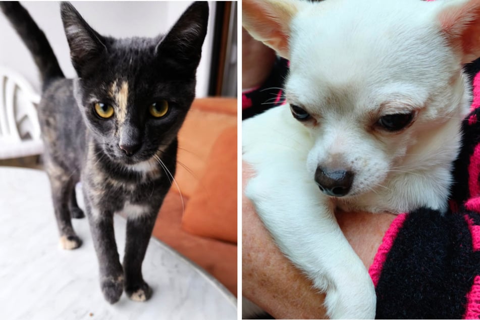 Auch Sissi (l.) und Chihuahua Coco sind zurzeit Stammgäste bei den Tierärzten.