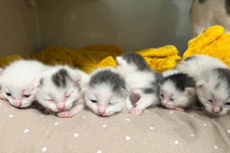 Diese kleinen Babys kamen nur kurz nach dem Abgeben von Mama Crystal im Tierheim zur Welt.