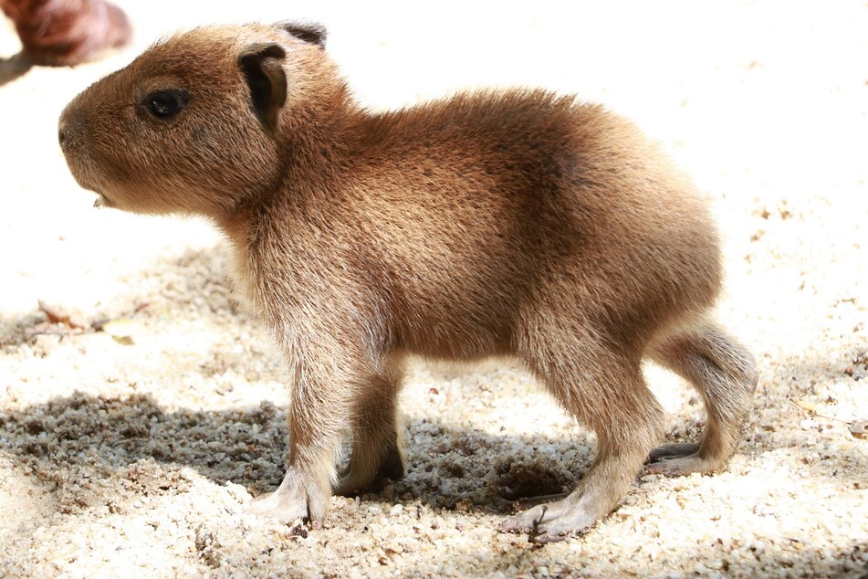 Bei den Capybaras im Chemnitzer Tierpark sind drei Jungtiere angekommen. Der Nachwuchs erkundet noch ein wenig schüchtern das Gehege.