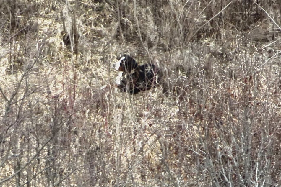 With the help of a drone, Charlie was found surrounded by tall bushes.