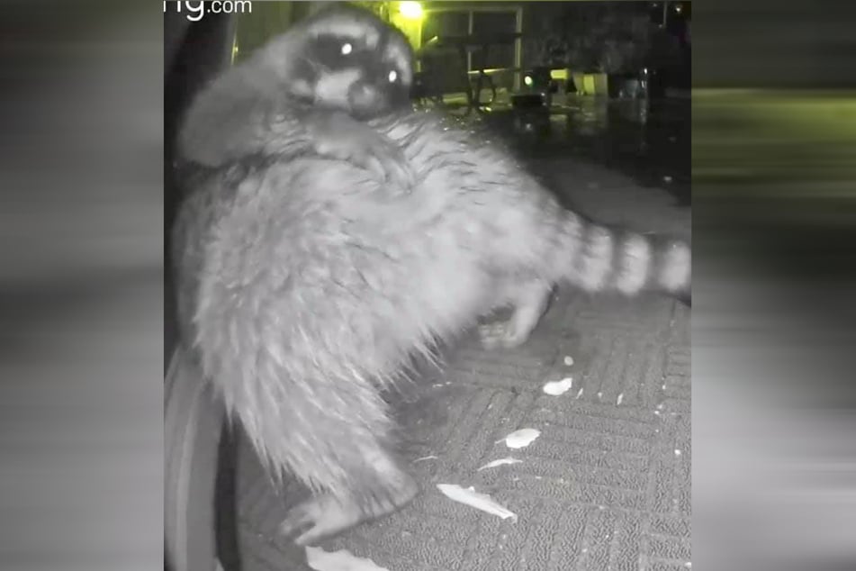 The candid picture of the raccoon immediately made animal lovers smile.