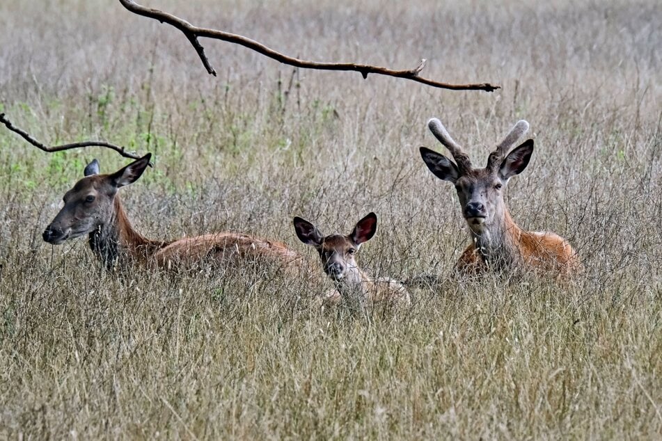Auch die Tiere im Leipziger Wildpark litten unter der Hitzewelle. (Archiv)