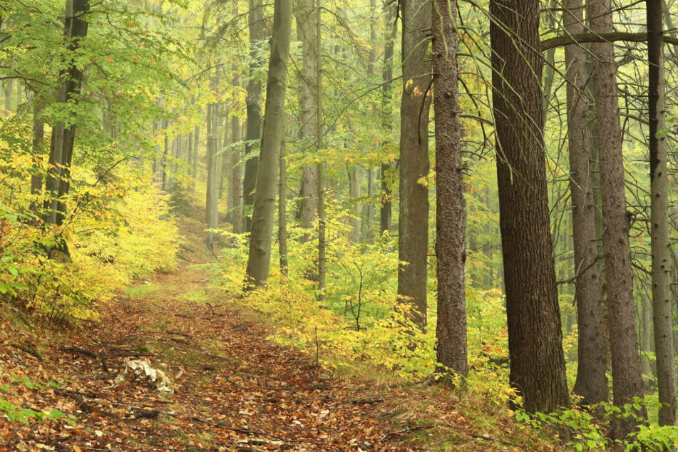 Einen menschlichen Schädel haben Spaziergänger in einem Waldstück im Landkreis Tirschenreuth gefunden. (Symbolbild)