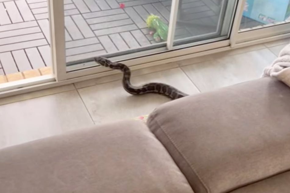 Zwei Frauen waren gar nicht begeistert, als sie hinterm Sofa diese Schlange entdeckten.