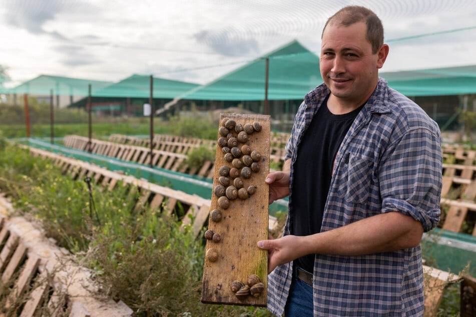 Schneckenzüchter Michael Mayer steht inmitten seiner Schneckenzucht und hält ein Brett mit Schnecken in der Hand. In Frankreich gelten Schnecken als Delikatesse.