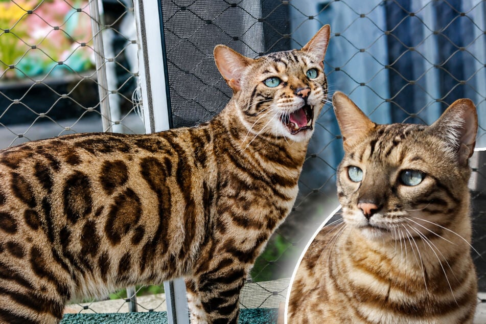 Kleiner Leopard? Diese Hauskatze ist nichts für schwache Nerven