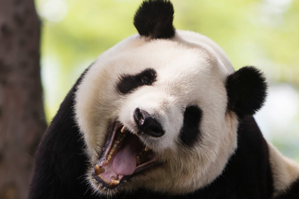 Der Panda reagierte sofort aggressiv (Symbolbild).