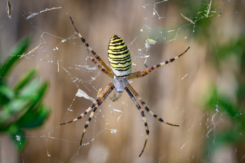 Eine Wespenspinne (Argiope bruennichi) lauert kopfüber im Zentrum ihres gewebten Radnetzes auf Beute.