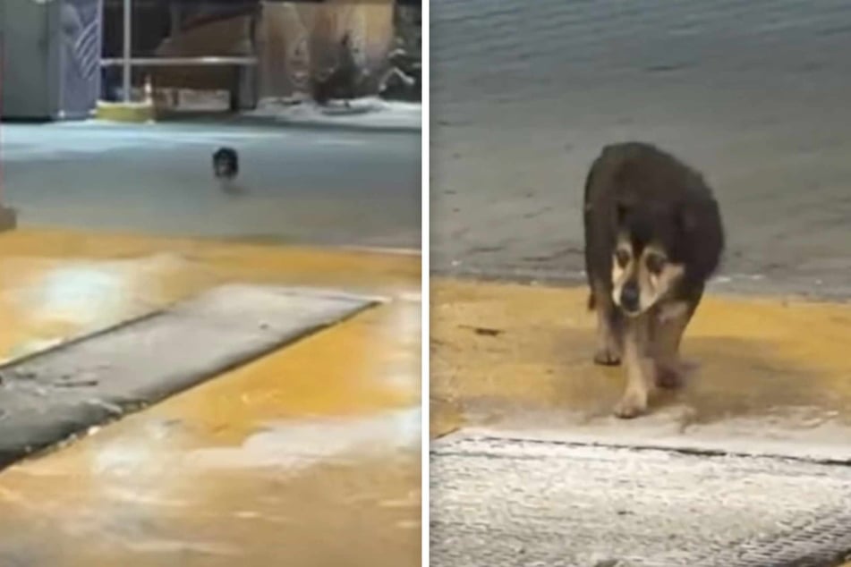 Heartless! This old dog was abandoned at a car wash.