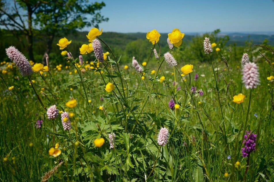 Besonders beliebt und selten sind die gelben Trollblumen.