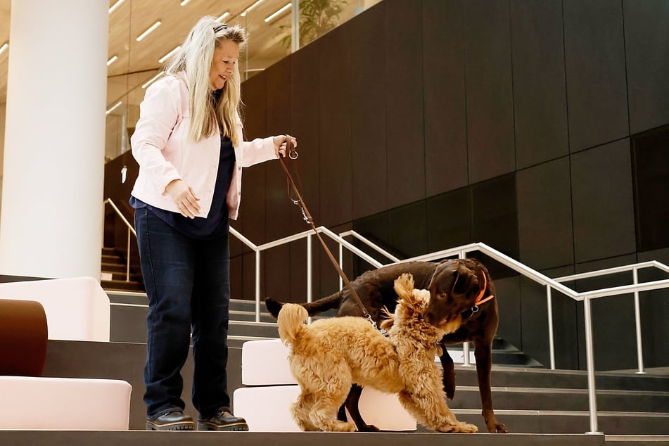 Kerstin Drobniewsk ist Chief Dog Officer beim Medienkonzern Axel Springer. Hier mit den Bürohunden Henna und Doodle.