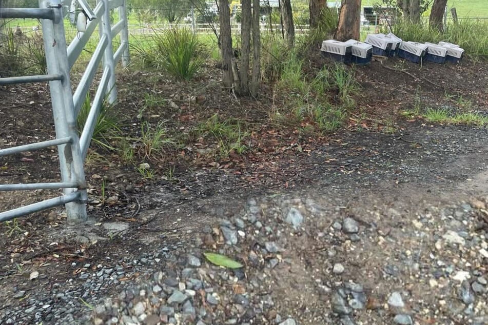 Frau geht früh zur Arbeit: Was sie dort erwartet, bricht ihr Herz in Tausend Stücke