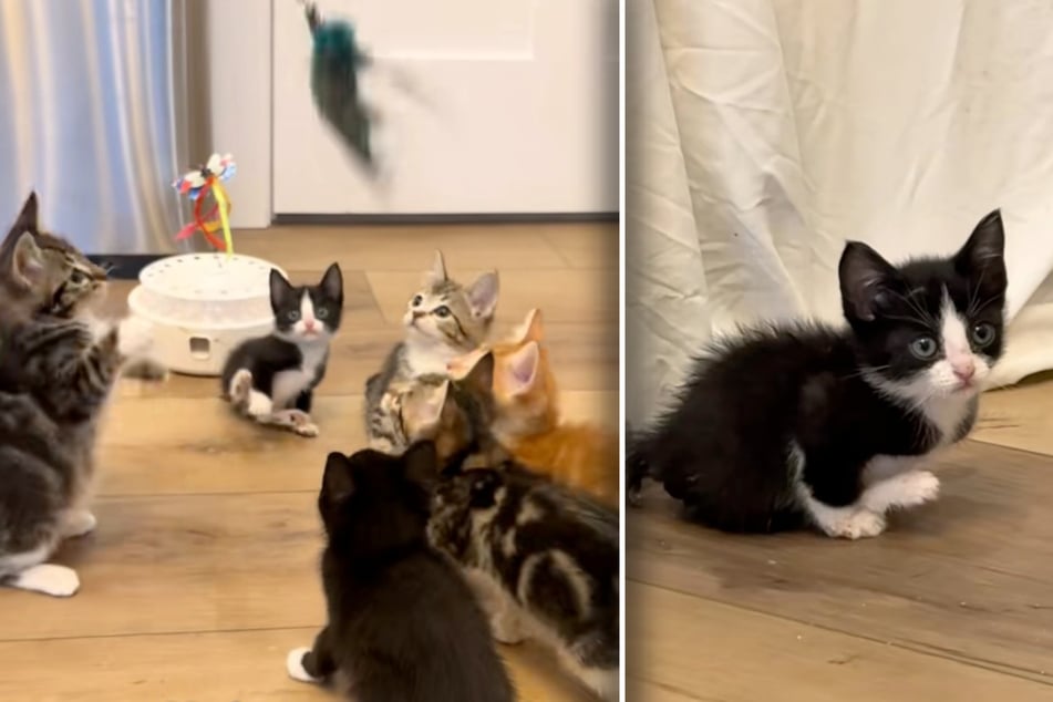 Babykatze Danielle macht große Augen, als sie mit ihren Artgenossen Fangen spielt. Doch bald setzt sie sich überfordert an den Rand, schaut traurig zu.