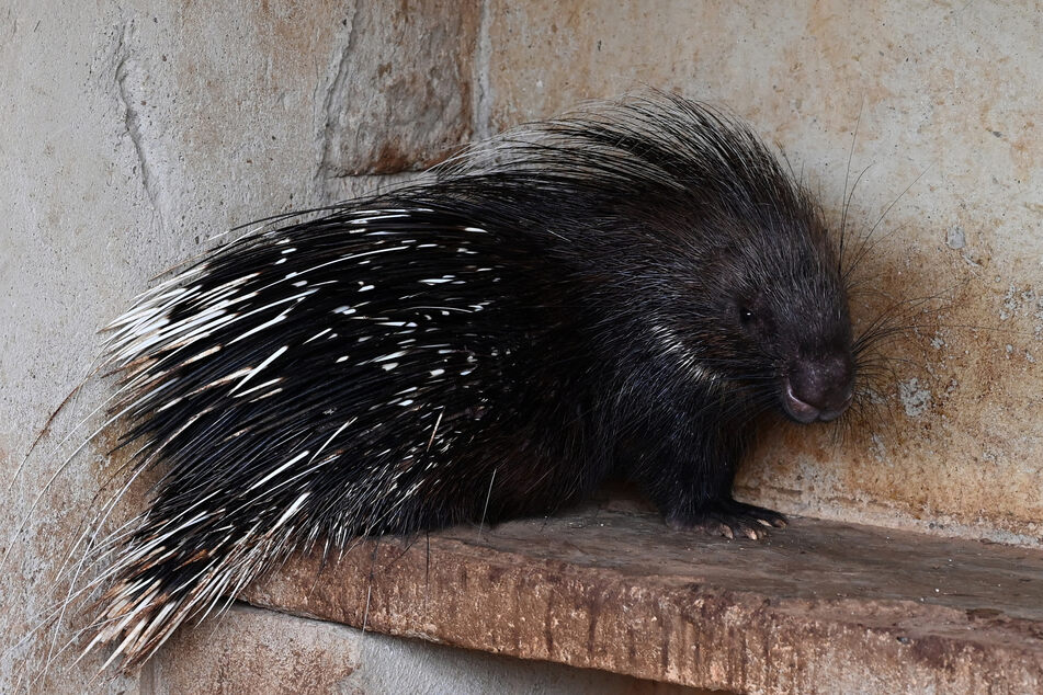 pitbull attacked by porcupine