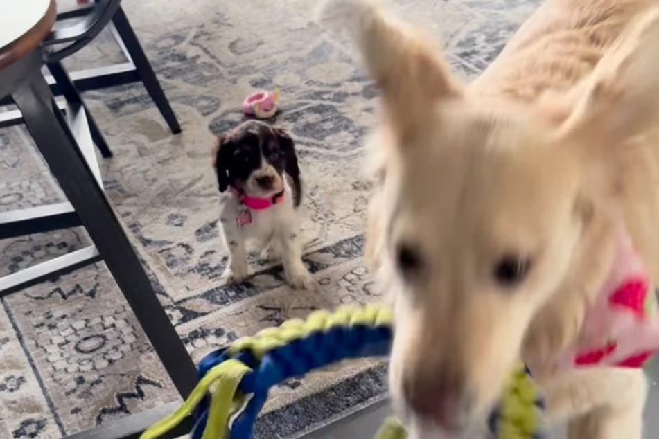 Da der Welpe das Spielzeug nicht mehr halten kann, schnappt Ruby es sich und türmt.