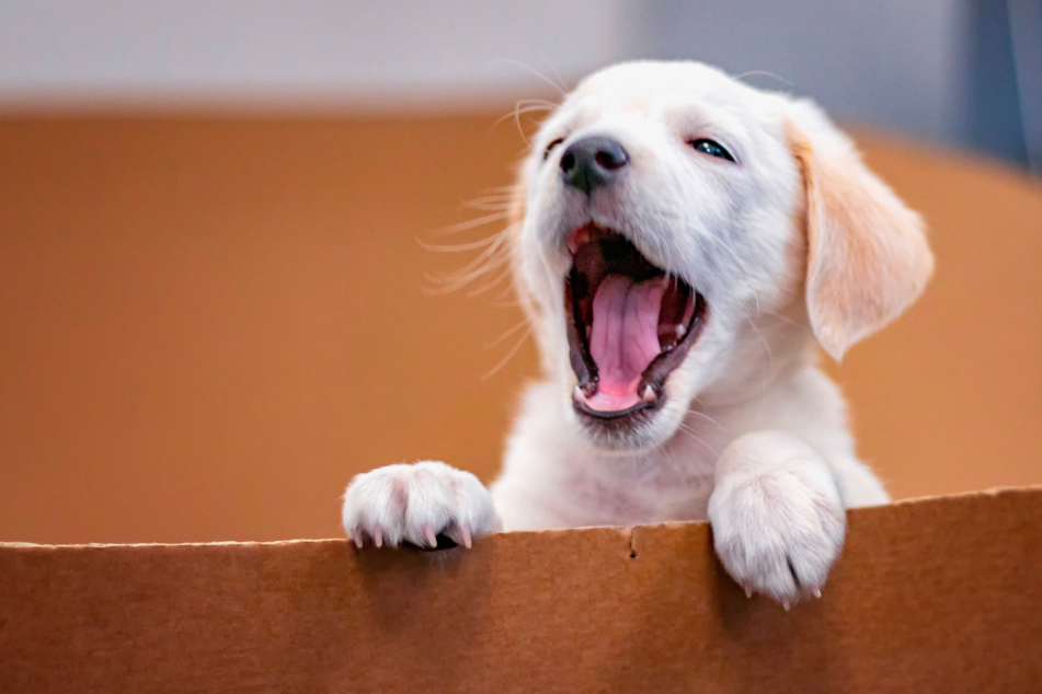 Süße Hundebabys in einen Karton gequetscht: Der Grund macht einfach traurig