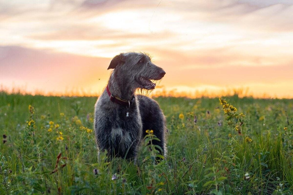 Irish Wolfhounds have protected humans and their livestock for many, many years.