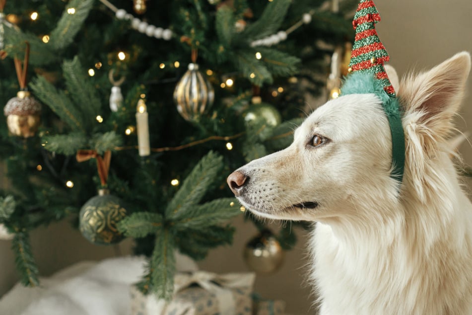 Achtung! Diese Gefahr für Mensch und Tier kann im Weihnachtsbaum heimlich lauern