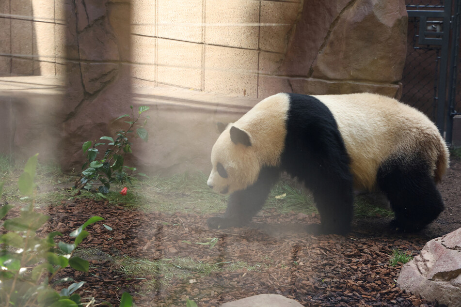 Yun Chuan rests in the Panda Ridge enclosure at the San Diego Zoo in California.