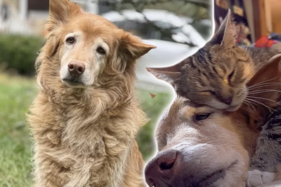 Elderly dog is dying – then his cat sibling does the most heartbreaking thing