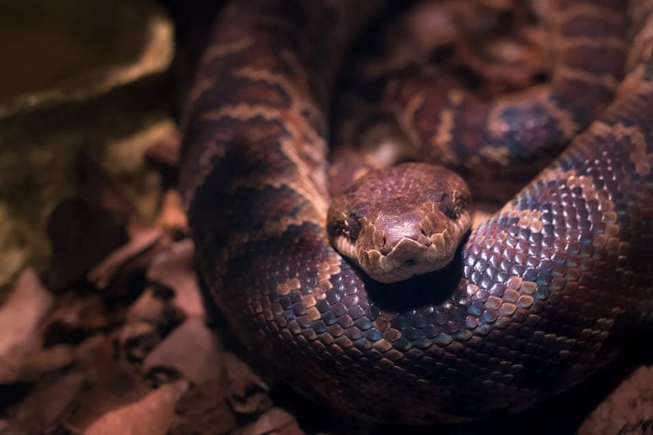 Python měří daleko více než sedm metrů. (Symbolické foto)