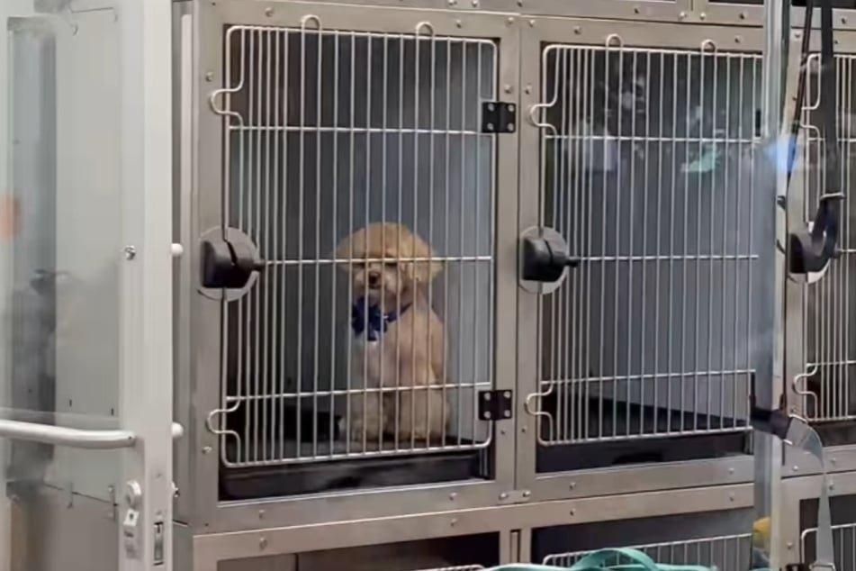 The little dog was waiting for his owners to pick him up from his grooming appointment.