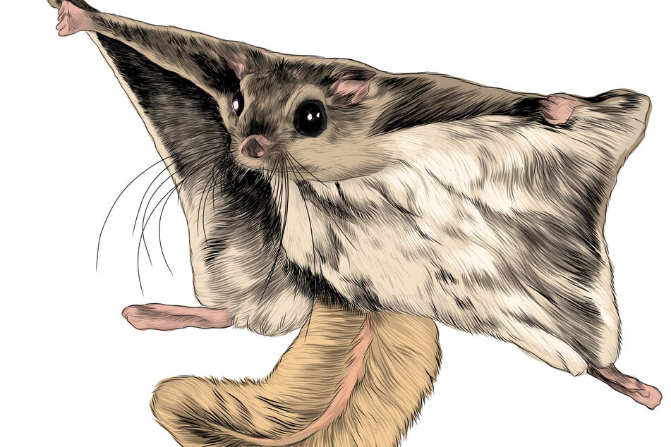 Flying squirrels have skin flaps that allow them to glide through the air.