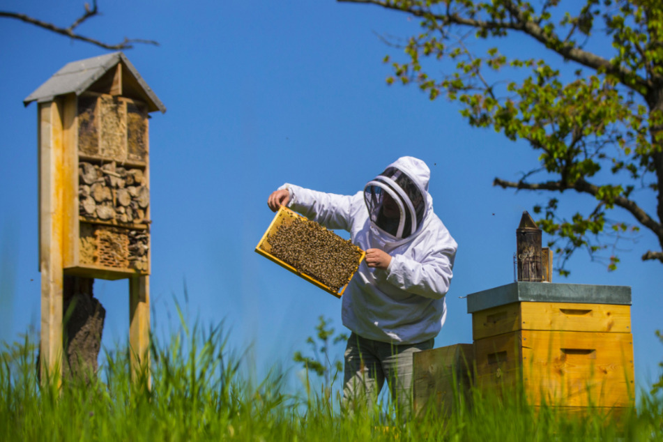 Wer Bienen mag, ist hier genau richtig.