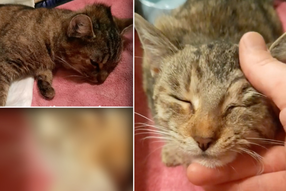 Katzenkinder aus Streunerkolonie spüren das erste Mal Liebe: Ihre Reaktion rührt zu Tränen