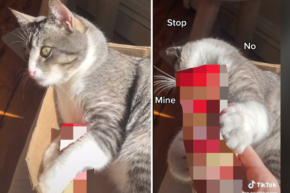 Katze verzückt mit diesem kuriosen Spielzeug das Internet