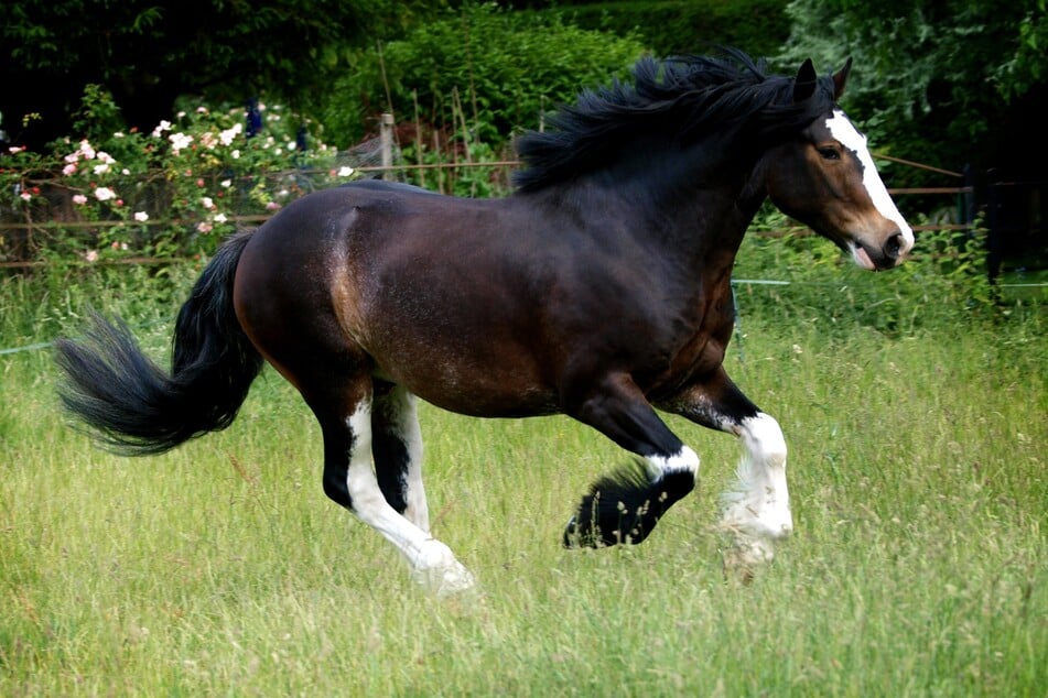 Das Shire Horse gilt als größte Pferd der Welt und hat ein sanftmütiges Temperament.