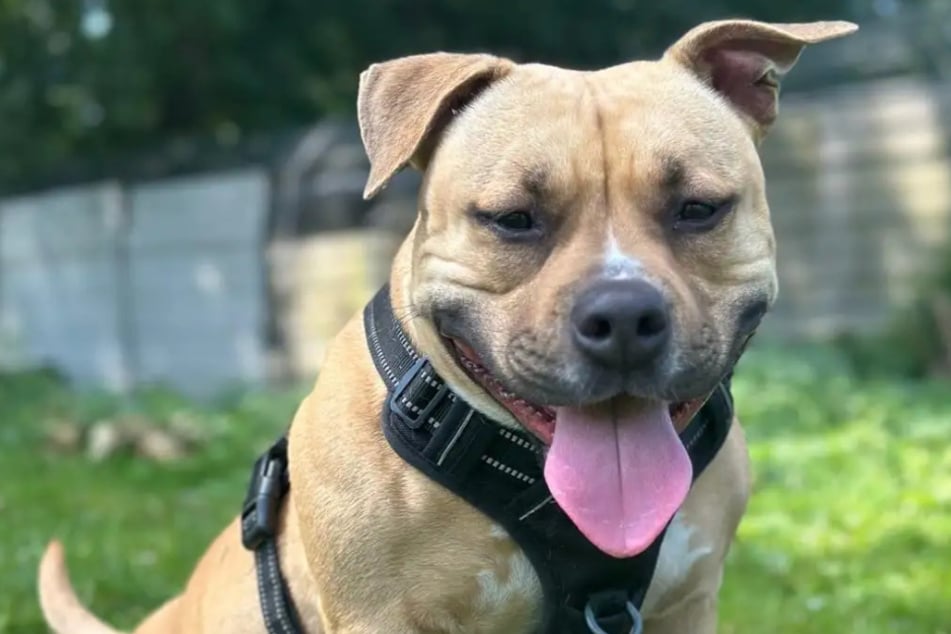 American-Staffordshire-Pitbull-Terrier-Mischling Stella aus dem Hamburger Tierheim ist auf der Suche nach einem Zuhause.