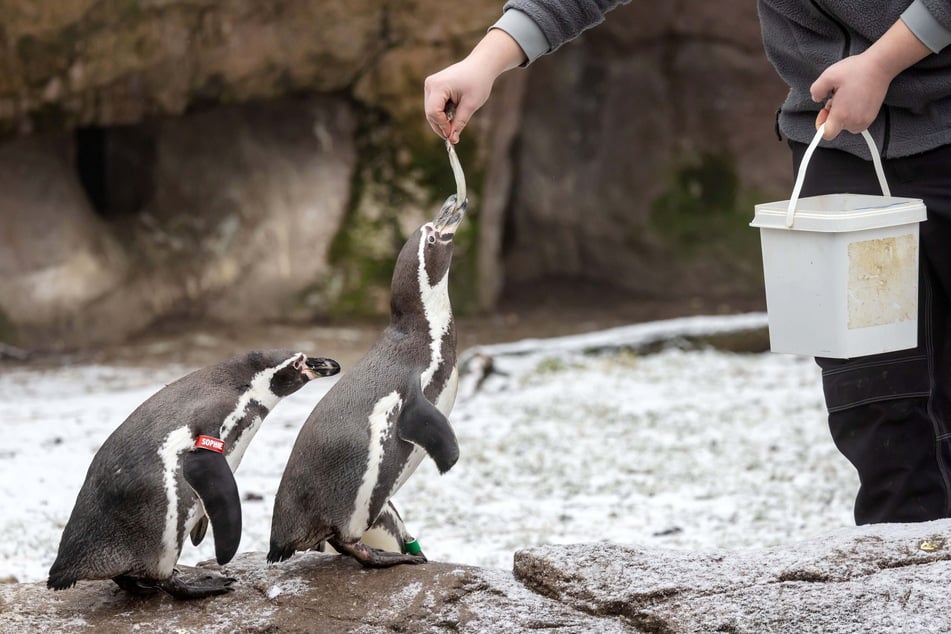 Nicht nur Fisch ist ihre große Liebe: Findet sich ein Pinguinpärchen, bleibt es ein Leben lang zusammen.