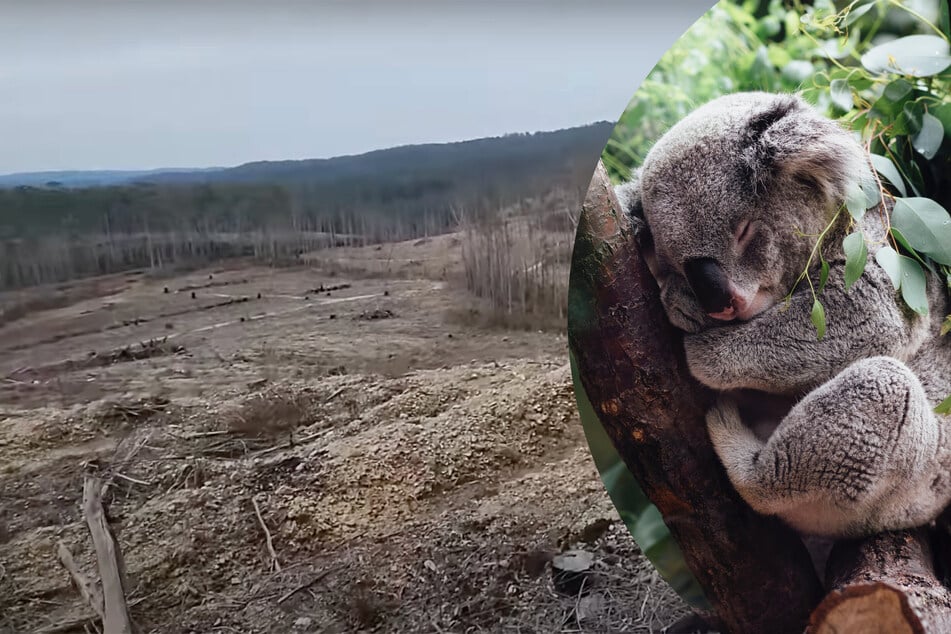 Koalas populations are declining, and it's more than just because of climate change.