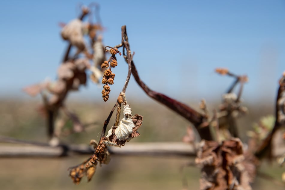 Wenn das Geld aus ist: Manchen Winzern bleibt nichts anderes übrig, als ihren Wein verwildern zu lassen.