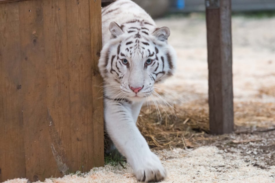 So schön und kuschelig die weiße Tigerdame Kaya auch aussieht - sie ist ein gefährliches Raubtier.