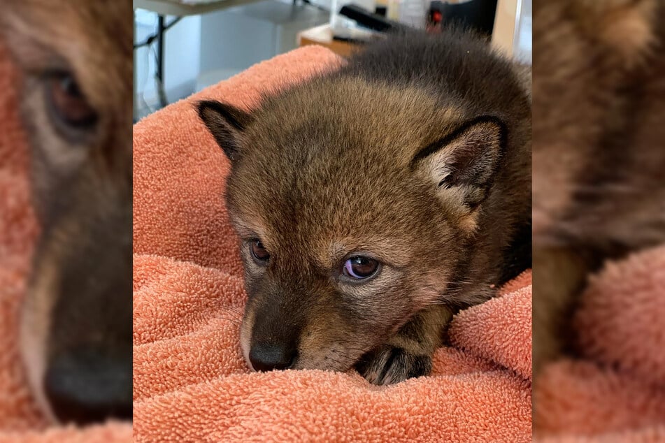 This little coyote was so cute, his rescuers thought he was a puppy.