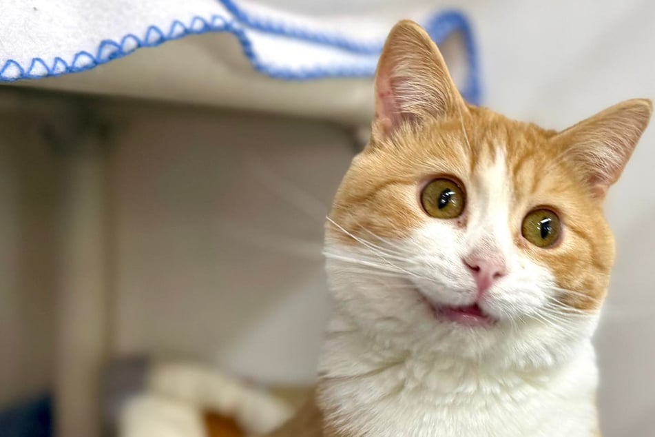 Retter nehmen neue Katze auf: Doch mit jedem Blick wundern sie sich mehr