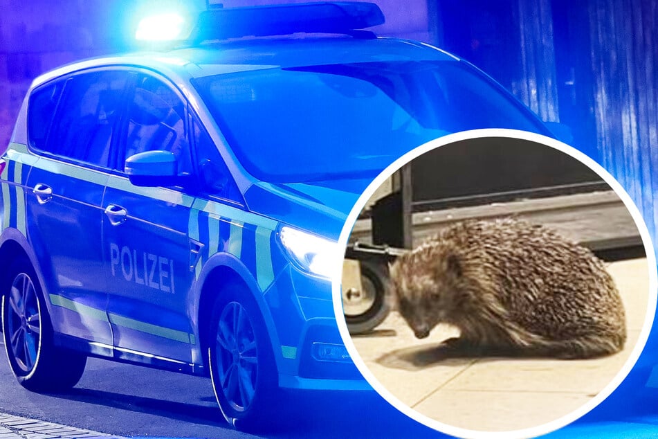 "Stachelig und süß": Igel-Alarm bei Rewe, zwei Polizeistreifen rücken aus