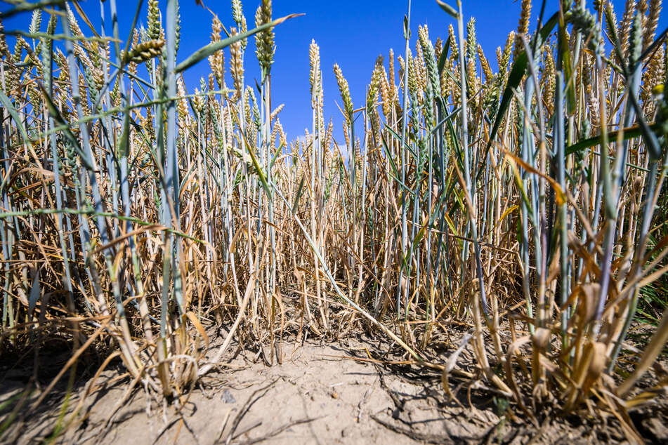 Nach einem trockenen Frühling: Trinkwasser reicht, aber die Ernte leidet