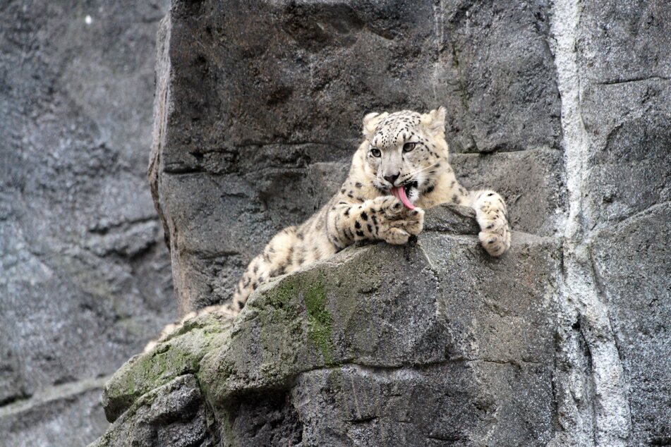 Der Leipziger Zoo muss sich schon bald von den zwei Schneeleoparden-Zwillingen verabschieden, die in andere Tierparks umziehen werden.