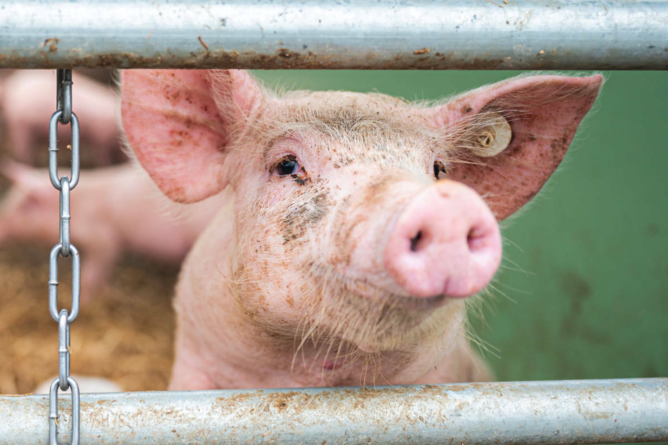 Die Afrikanische Schweinepest ist bei zwei Haltern aus Brandenburg erstmals bei Hausschweinen nachgewiesen worden. (Symbolfoto)